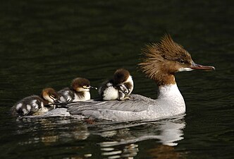 Крех великий з каченятами