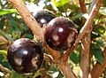 Jabuticaba, fruta rica em Peonidina