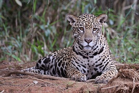 Tập_tin:Jaguar_(Panthera_onca_palustris)_female_Piquiri_River.JPG