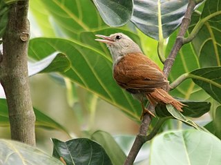 <span class="mw-page-title-main">Grey-headed spinetail</span> Species of bird