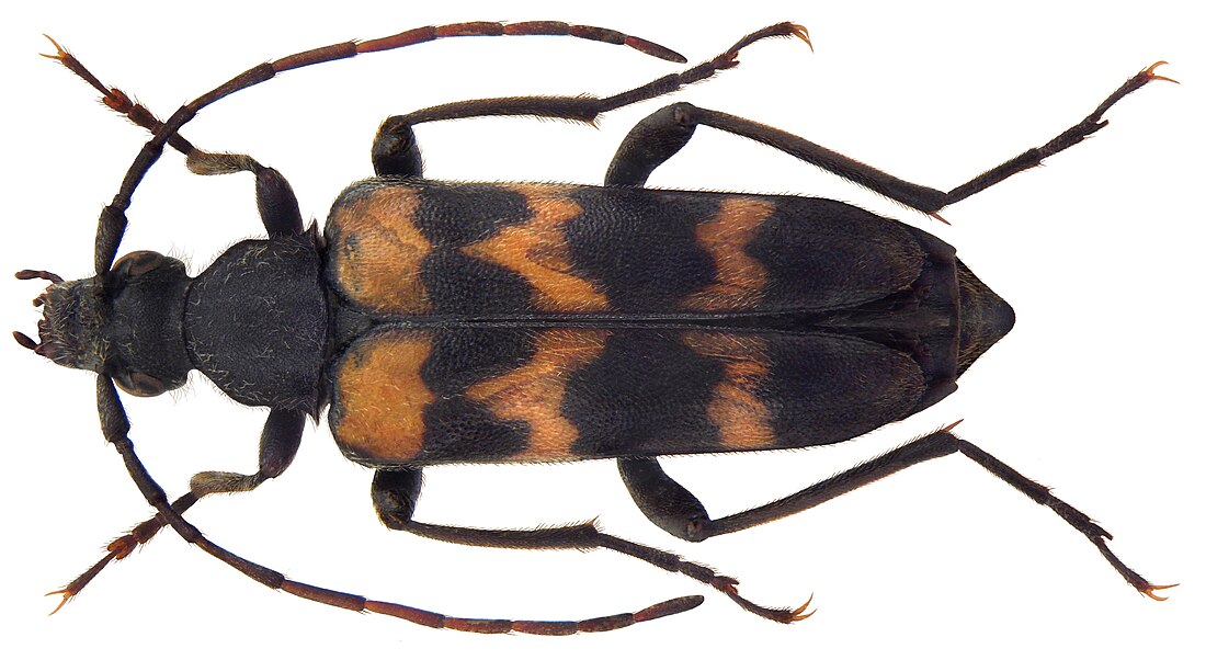 Judolia sexmaculata