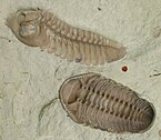 Two fossilised trilobites in a limestone slab.