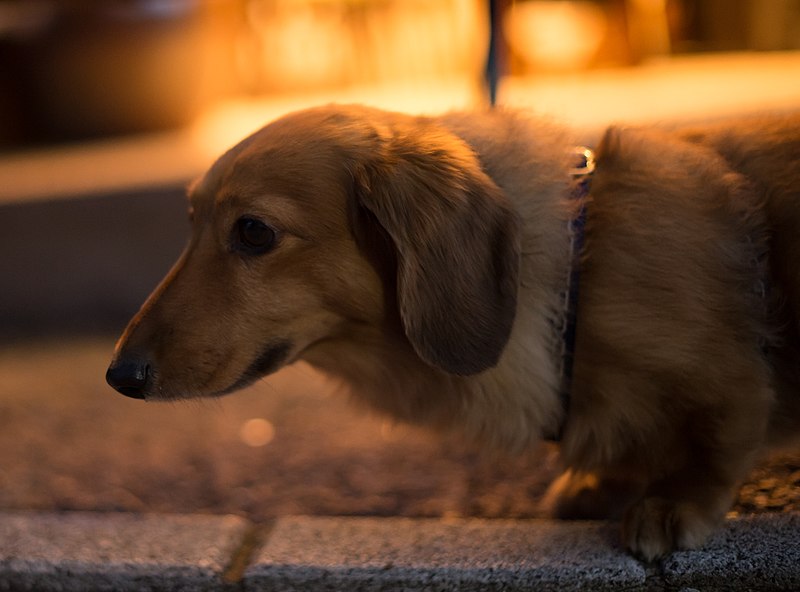 File:Kamakura photowalk 2012 - An adorable dog (8189722622).jpg