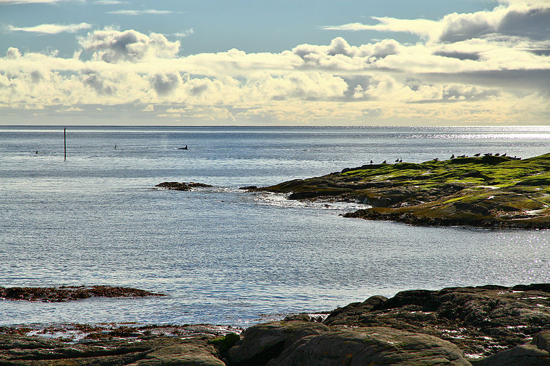 File:Killer whales at Å i Lofoten 11, 2010 September.JPG