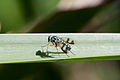 Austrosciapus fly in Kioloa, New South Wales