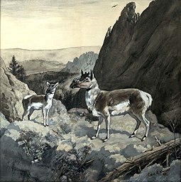 Life restoration of a female (left) and male of the Oligocene-Miocene even-toed ungulate Protoceras. Charles R. Knight (1896). Knight Protoceras.jpg