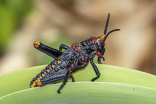 Koppie foam grasshopper nymph Dictyophorus spumans spumans