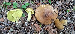 Kroomheinik Tricholoma frondosae Foto: Sven Pruul