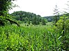 in the nature reserve Kupferbachtal