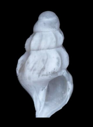 <i>Kurtziella cerina</i> Species of gastropod