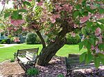 Thumbnail for File:Kwanzan Cherry Tree with benches, Elizabeth Park, West Hartford, CT - May 12, 2013.jpg