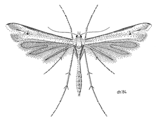 <i>Amblyptilia lithoxesta</i> Species of plume moth, endemic to New Zealand