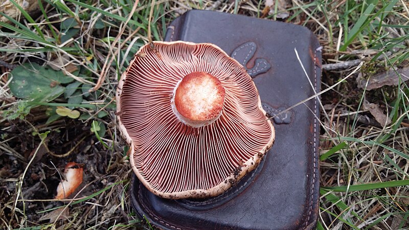 File:Lactarius vinosus 01.jpg