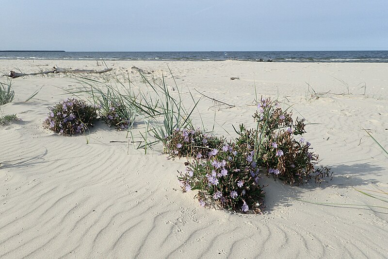 File:Lactuca tatarica kz3.jpg