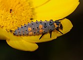   Coccinella septempunctata - larva (Coccinellidae)