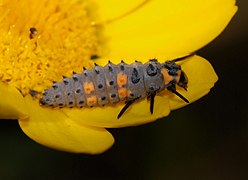 Larva of Coccinella septempunctata (Seven-spot Ladybird)