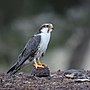 Laggar Falcon adult male.jpg
