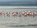 Lake Nakuru National Park. Baruti East, Накуру, Кения - panoramio - Николай Максимович.jpg