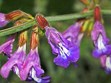 Lamiaceae - Salvia ringens-001.JPG