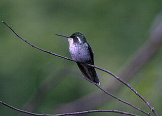 <span class="mw-page-title-main">Green-breasted mountaingem</span> Species of hummingbird