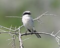 Loggerhead shrike Pie-grièche migratrice