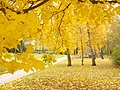 Lankwitz - Herbst (Autumn) - geo.hlipp.de - 30330.jpg