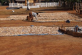 Séchage du manioc à Ban Lao Ngam.