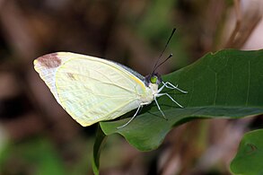 Male N. a. varia, iSimangaliso Wetland Park, KwaZulu-Natal, South Africa