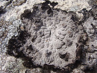 <i>Lasallia pustulata</i> Species of fungus