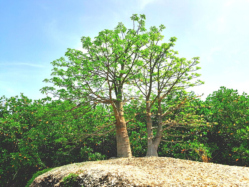 File:Le Baobab (Adansonia digitata) dénommé le tombeau des griots dans l´aire marine protégée de la somone 04.jpg