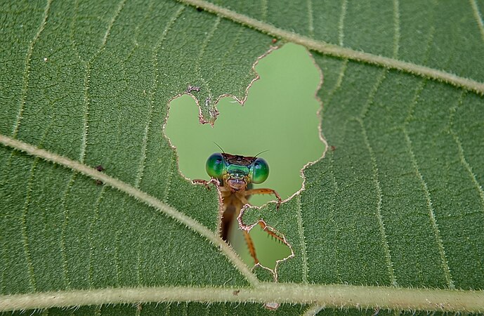 A dragonfly peeping through a freshly created leaf window. Photograph: Salahuddin Ahmed02