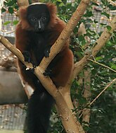 Lemur variegatus 1zz.jpg