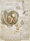 Leonardo da Vinci - Studies of the foetus in the womb.jpg
