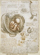 Leonardo da Vinci's study of embryos, c. 1510-1513