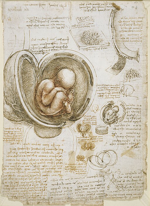  Leonardo da Vinci - Studies of the foetus in the womb 