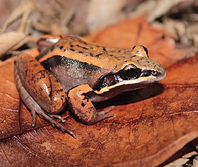 Descrição da imagem Leptodactylus cupreus (10.3897-zookeys.753.21438) Figura 5 (cortado) .jpg.