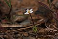 Leptosiphon bicolor