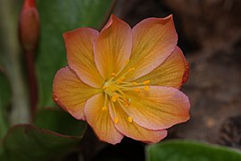 Lewisia tweedyi