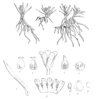 <i>Liparophyllum</i> Genus of flowering plants