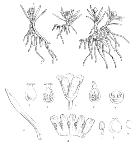 Liparophyllum