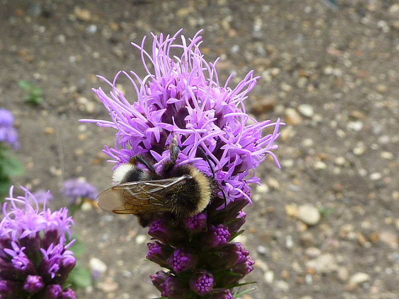 File:Liatris spicata (Compositae) flowers.JPG