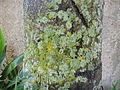 Lichenes del municipio El Hatillo