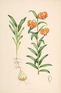 Lilium carniolicum.jpg