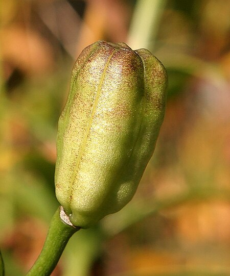 Tập_tin:Lilyfruit.jpg