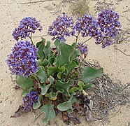 Limonium californicum