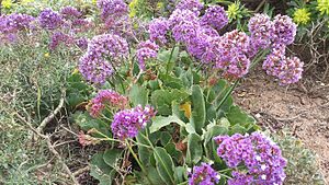 Limonium puberulum.jpg