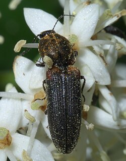 <i>Limonius auripilis</i> species of insect