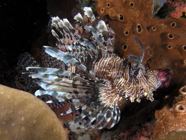 File:Lionfish_komodo.jpg