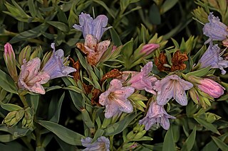 <i>Lobostemon glaucophyllus</i> Species of plant from South Africa