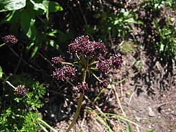 Lomatium dissectum